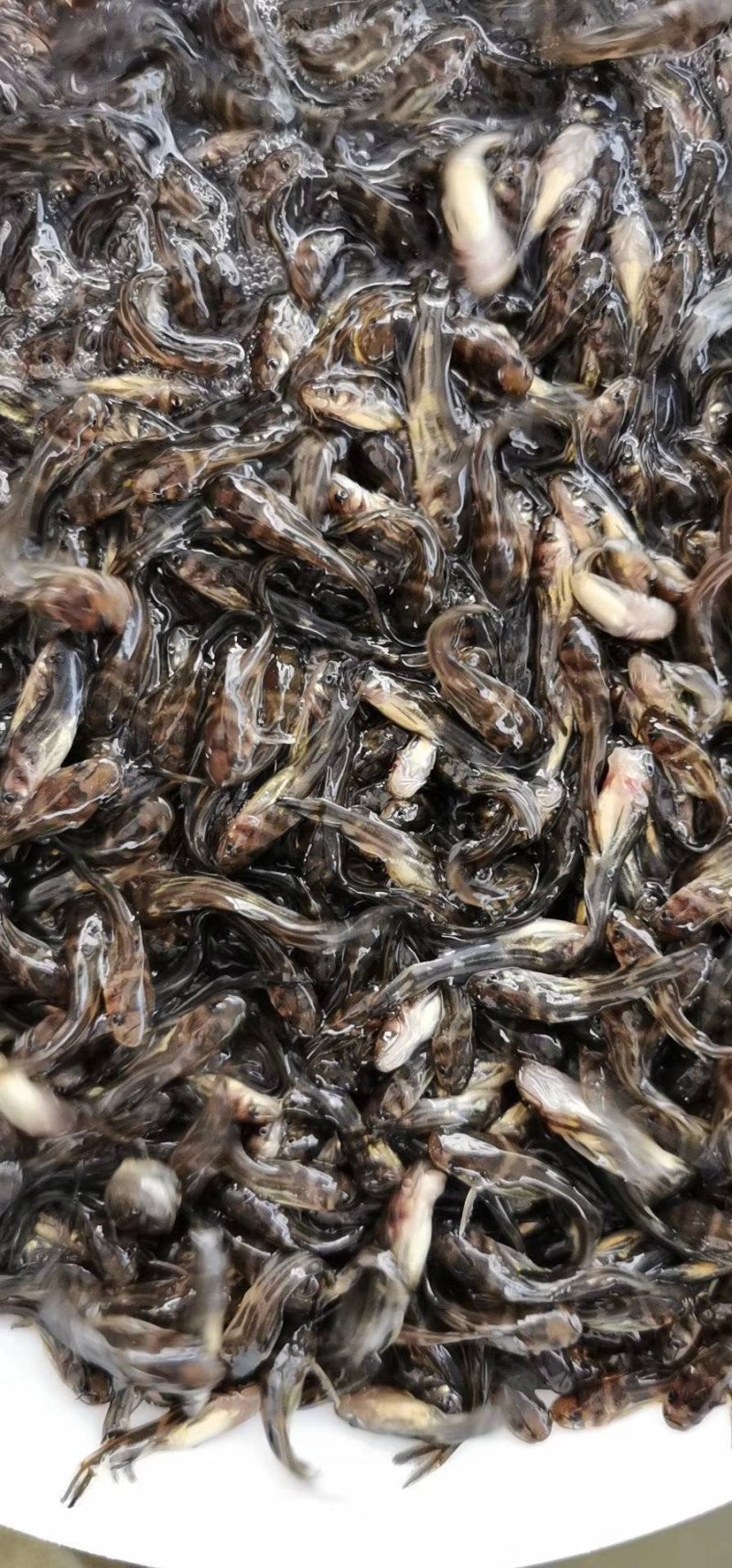 黄骨鱼苗，、杂交黄骨鱼，单性黄骨好养快大，苗场直销