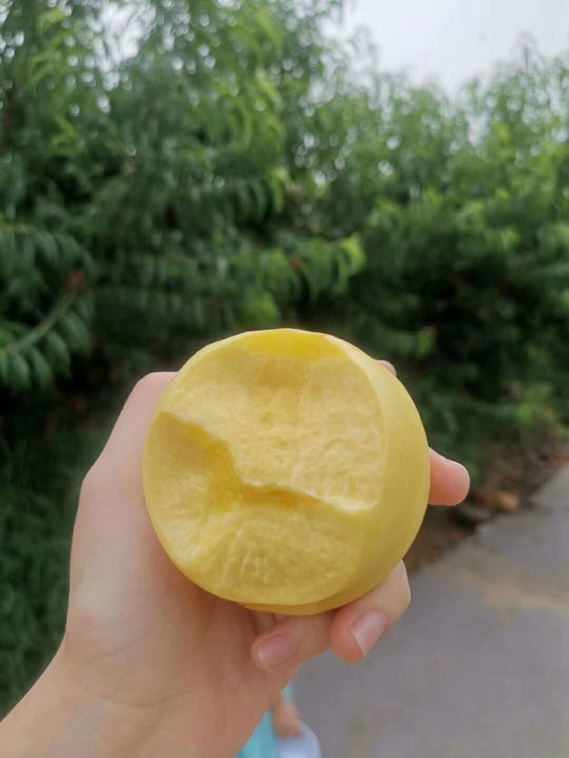 新世纪黄金脆黄桃，金黄金黄桃大量上市，欢迎老板采购