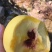 新世纪黄金脆黄桃，金黄金黄桃大量上市，欢迎老板采购