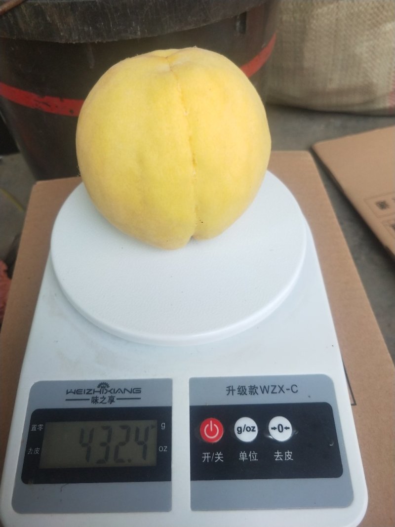 新世纪黄金脆黄桃，金黄金黄桃大量上市，欢迎老板采购
