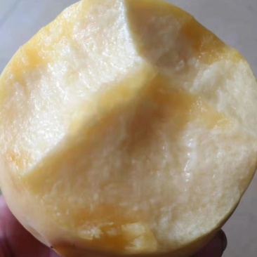 新世纪黄金脆黄桃，金黄金黄桃大量上市，欢迎老板采购