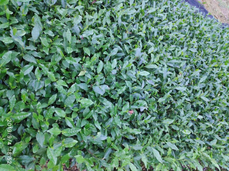 蒙山9号茶苗
