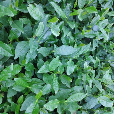 蒙山9号茶苗