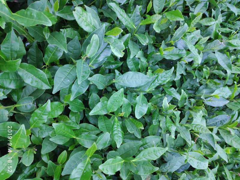 蒙山9号茶苗