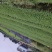 蒙山9号茶苗