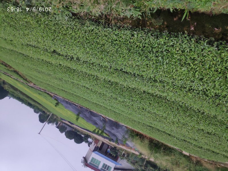 蒙山9号茶苗