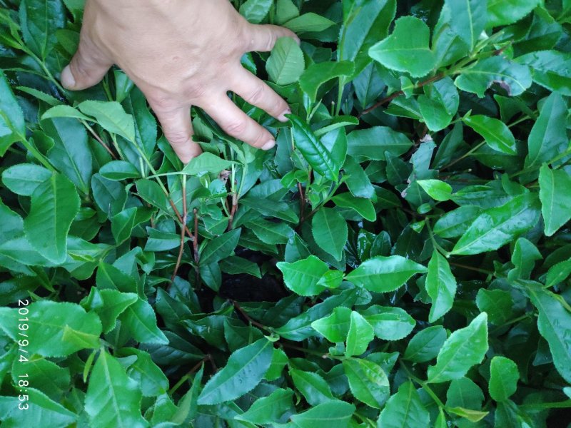蒙山9号茶苗