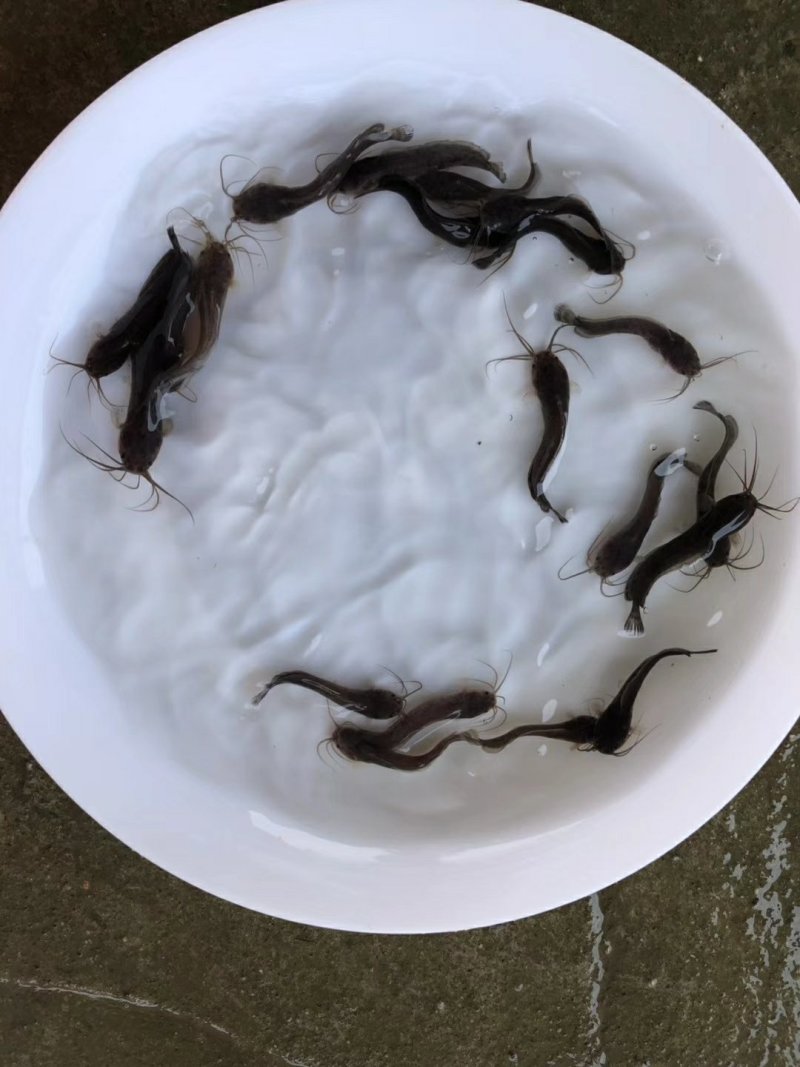 鱼苗
