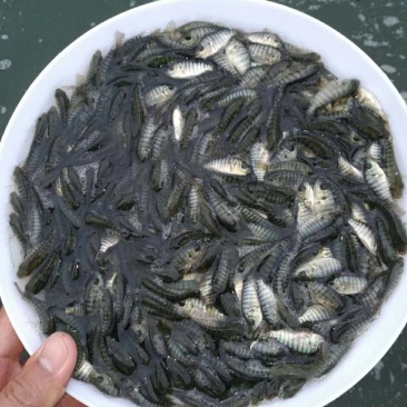 鱼苗