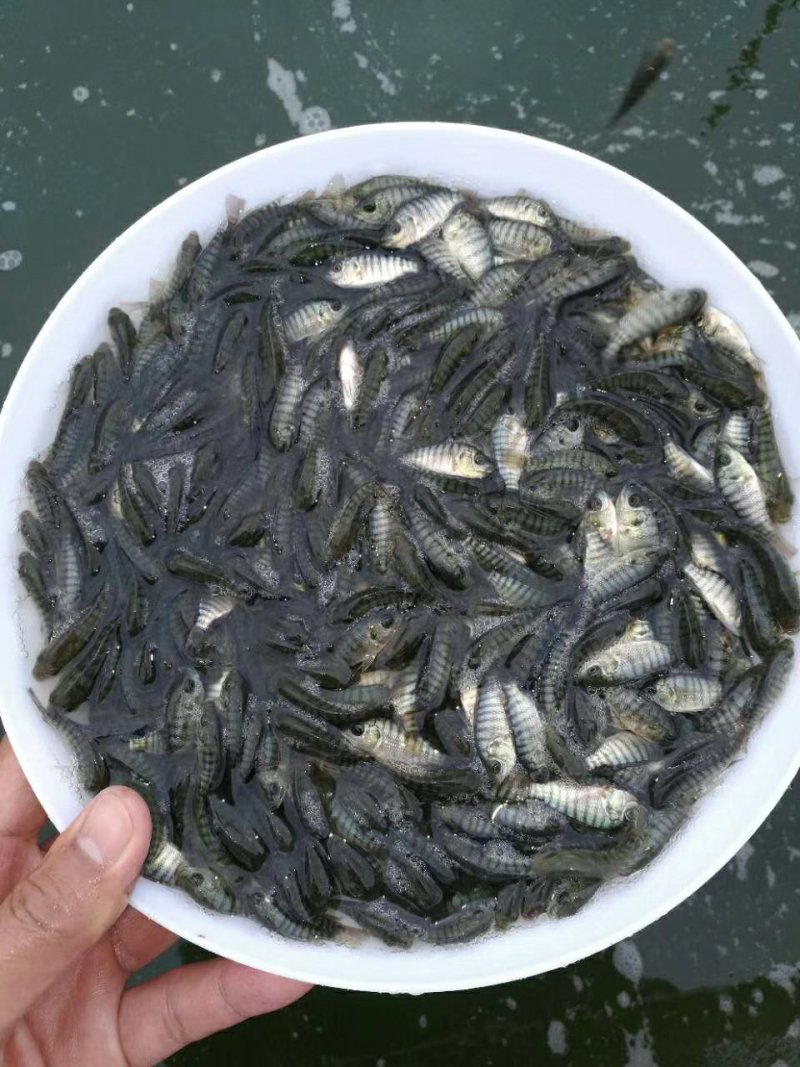 鱼苗