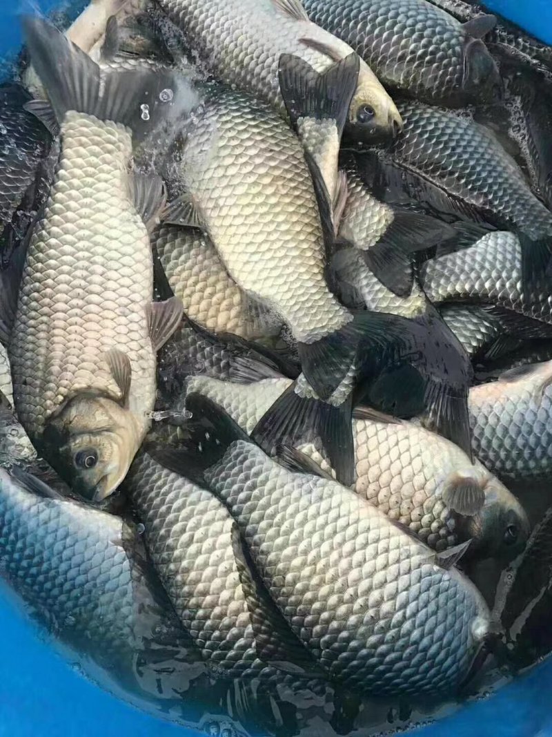 鱼苗