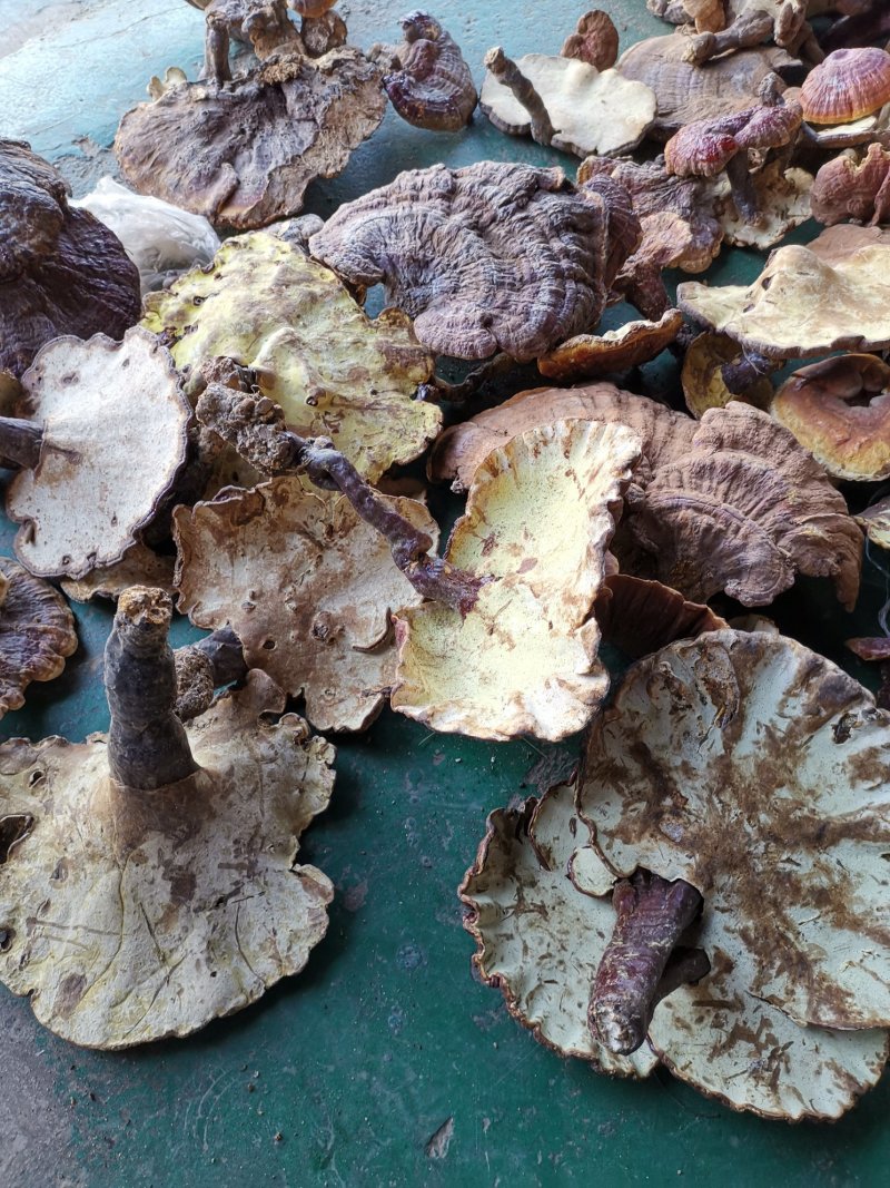 云南楚雄哀牢山原始森林赤灵芝老家产地货源大量供应