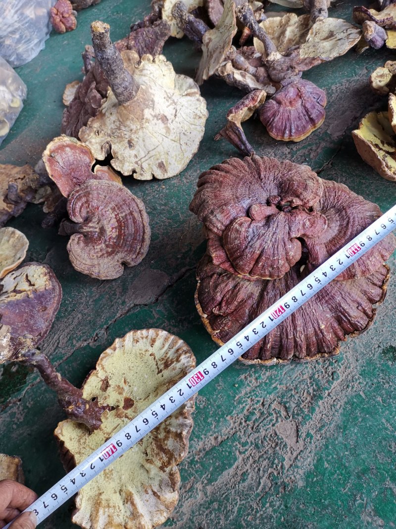 云南楚雄哀牢山原始森林赤灵芝老家产地货源大量供应