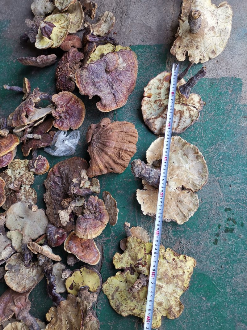云南楚雄哀牢山原始森林赤灵芝老家产地货源大量供应