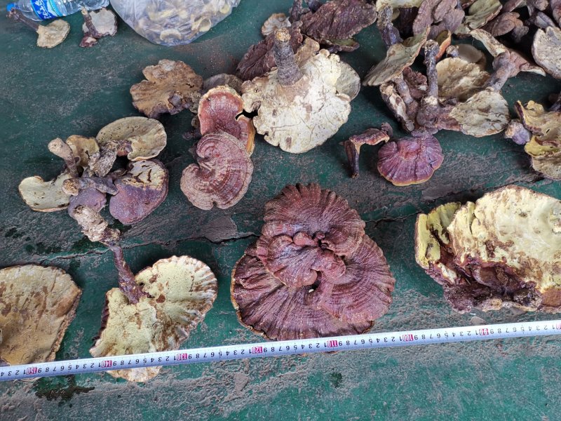 云南楚雄哀牢山原始森林赤灵芝老家产地货源大量供应