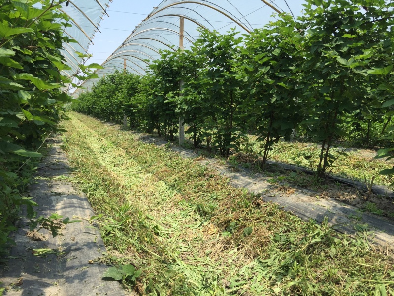 黑莓苗黑莓鲜果易活高产营养丰富适合南北方种植