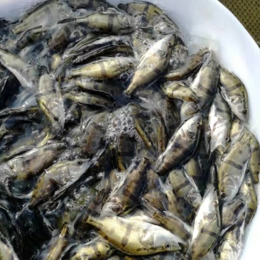 鳜鱼苗，桂花鱼苗，生猛快大苗场直销，可送货上门