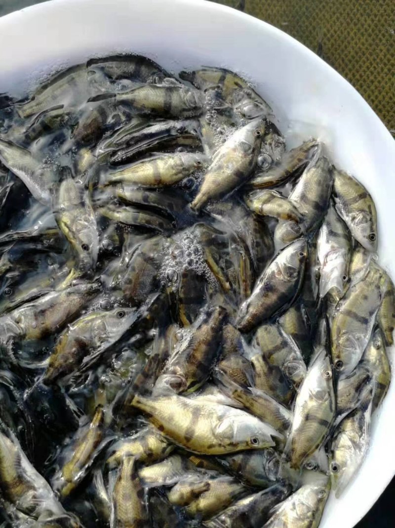 鳜鱼苗，桂花鱼苗，生猛快大苗场直销，可送货上门