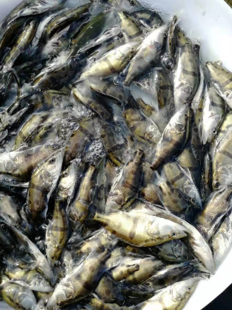 鳜鱼苗，桂花鱼苗，生猛快大苗场直销，可送货上门