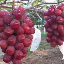 浪漫红颜葡萄苗，纯度、质量高，技术指导可签合同