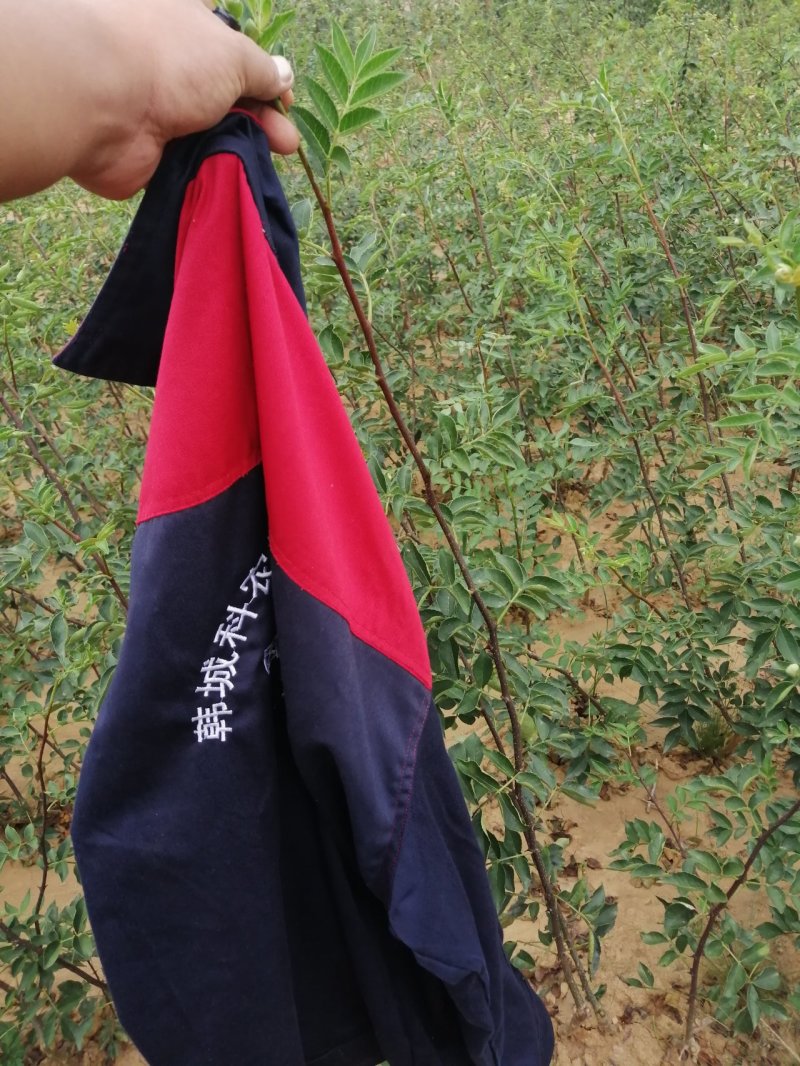 【快递发货】韩城科农园无刺花椒树苗品质优长势快