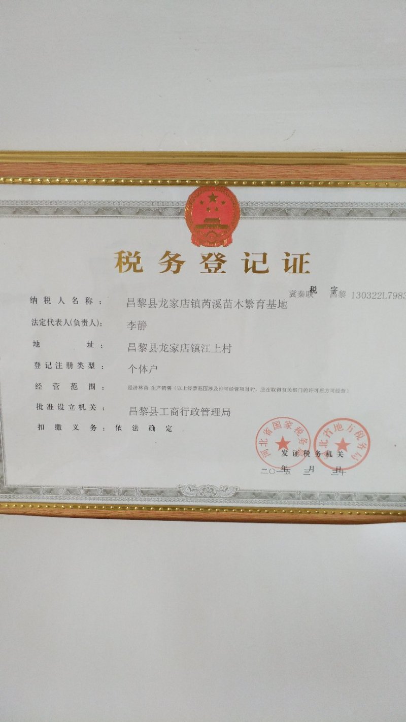 浪漫红颜葡萄苗/纯度、质量高/技术指导/可签合同/现挖现发