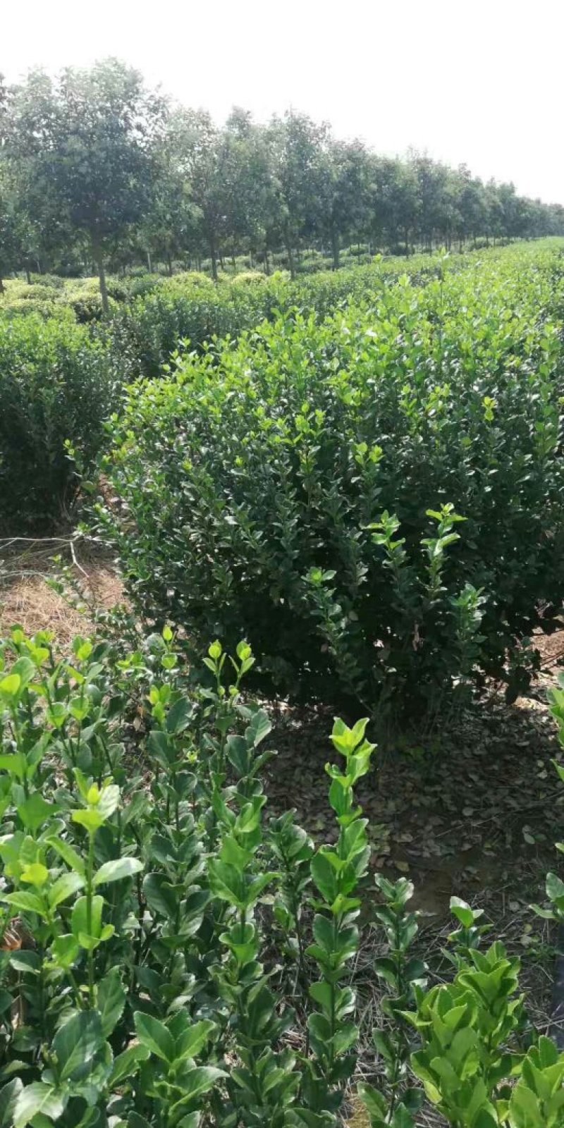 工程卫茅球价格