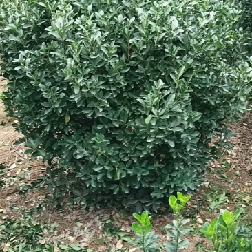 工程卫茅球价格