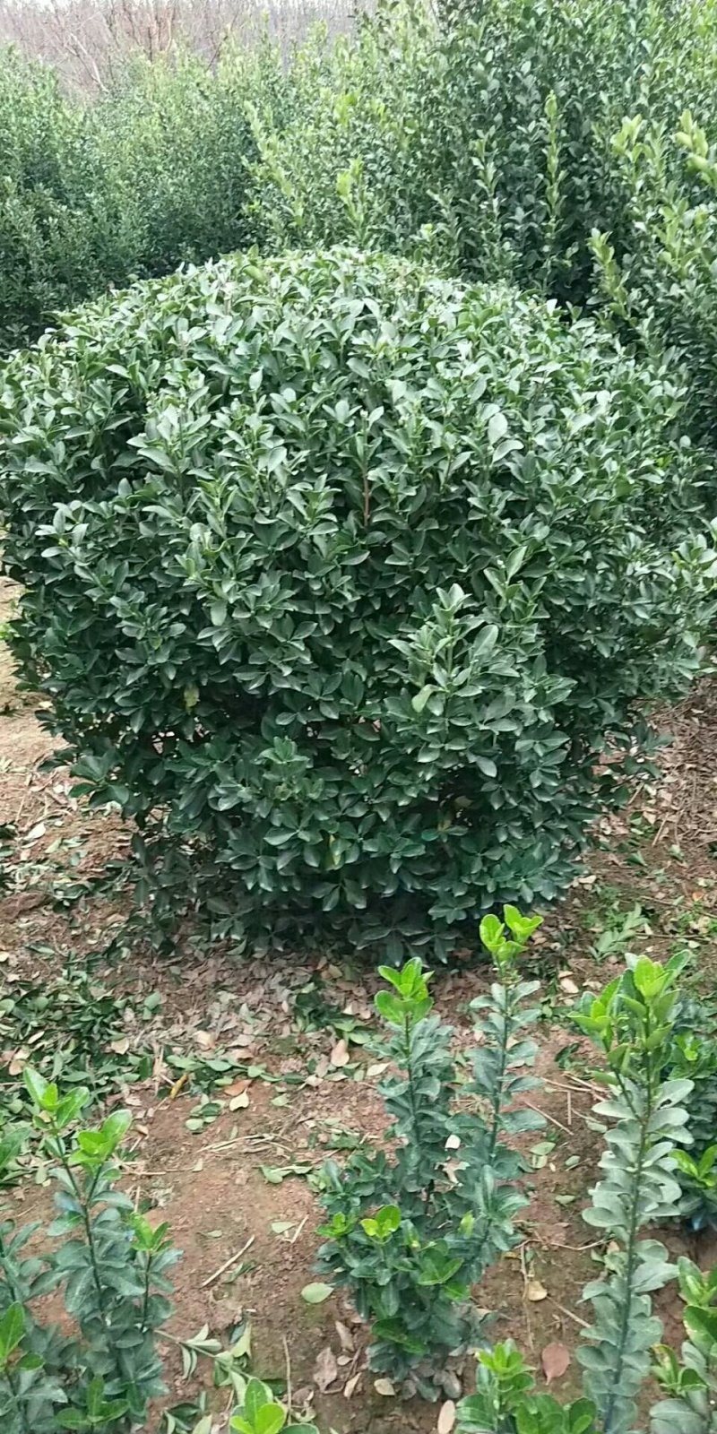 工程卫茅球价格