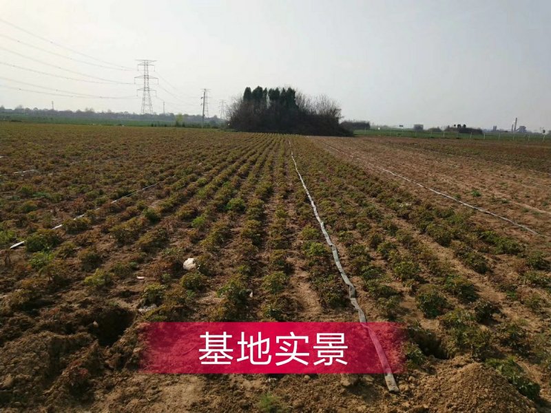五年洛阳红大苗急出售重瓣多层分株绿化催花用苗