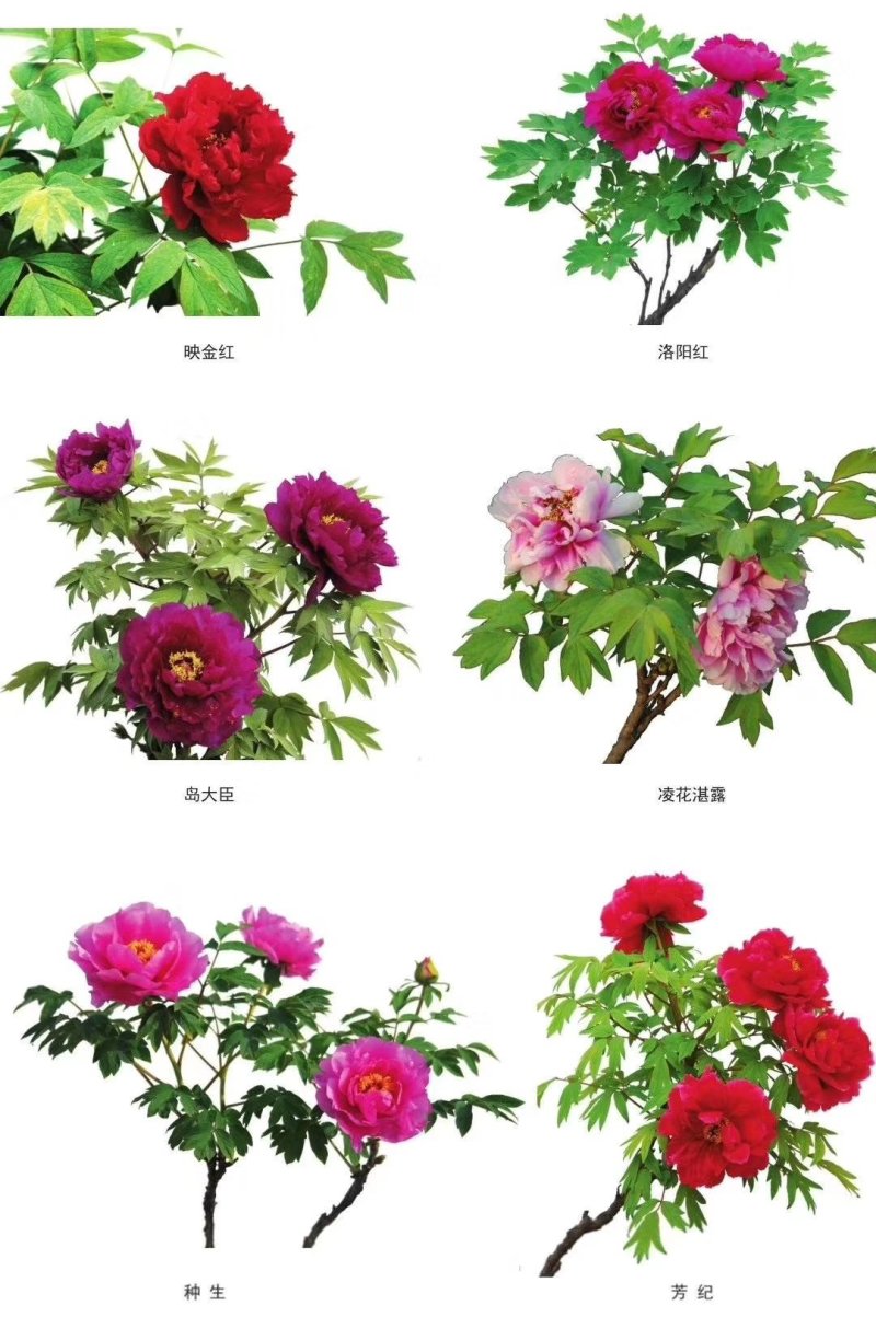 五年洛阳红大苗急出售重瓣多层分株绿化催花用苗