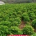 五年洛阳红大苗急出售重瓣多层分株绿化催花用苗