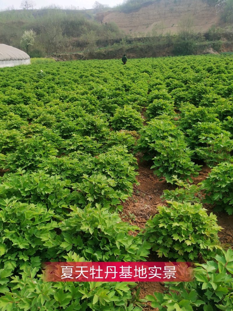 五年洛阳红大苗急出售重瓣多层分株绿化催花用苗