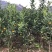 橘子苗当年结果全国包邮。现挖现卖，保证质量纯度