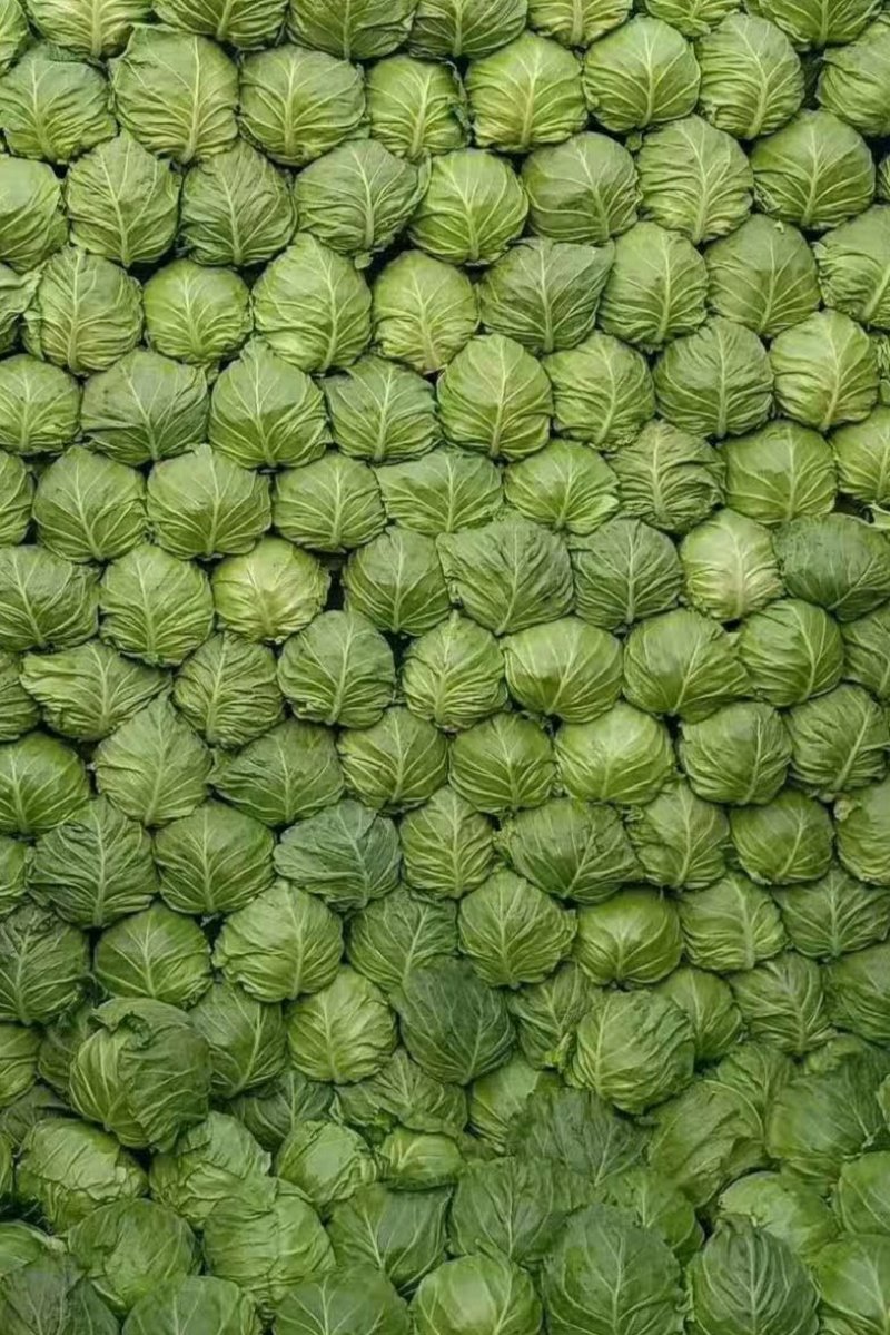 蔬菜精品甘蓝开始上市