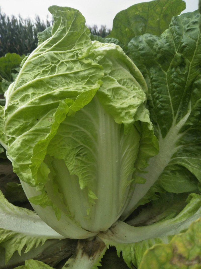 大白菜