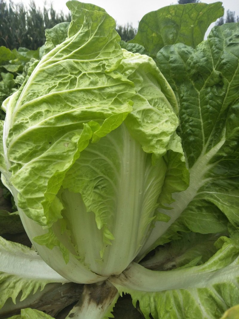大白菜