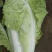 大白菜