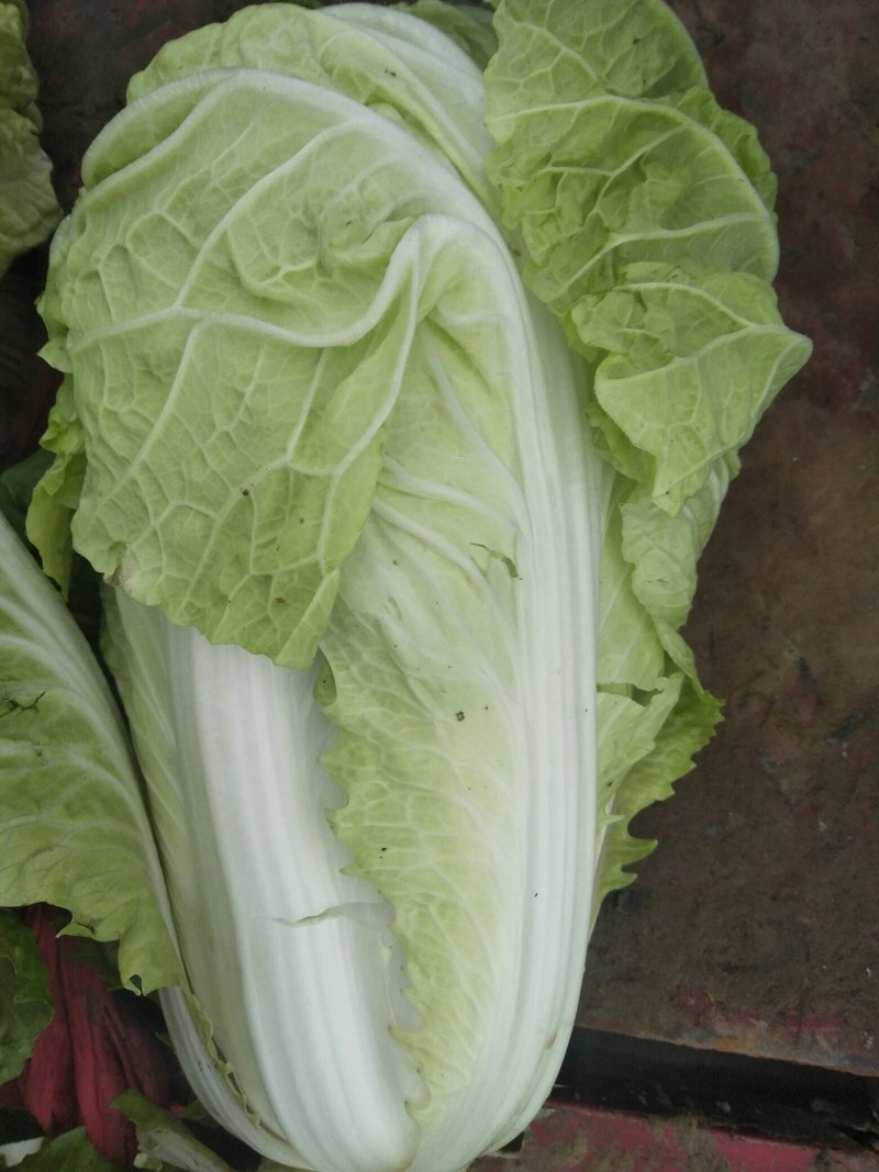 大白菜