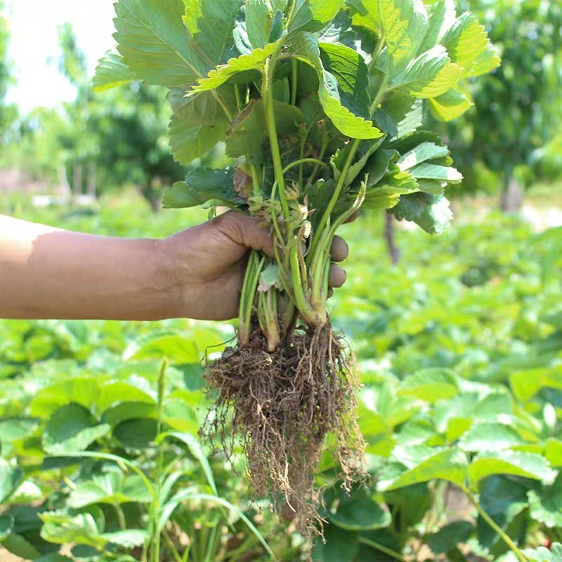 草莓苗奶油草莓苗，南方北方都可以种植盆栽地栽都可以。
