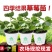 草莓苗奶油草莓苗，南方北方都可以种植盆栽地栽都可以。