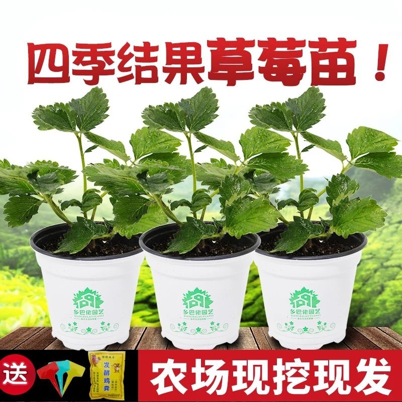 草莓苗奶油草莓苗，南方北方都可以种植盆栽地栽都可以。