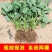 草莓苗奶油草莓苗，南方北方都可以种植盆栽地栽都可以。