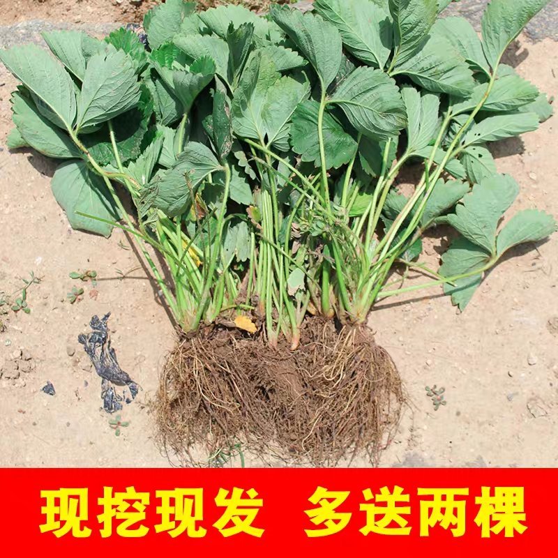 草莓苗奶油草莓苗，南方北方都可以种植盆栽地栽都可以。