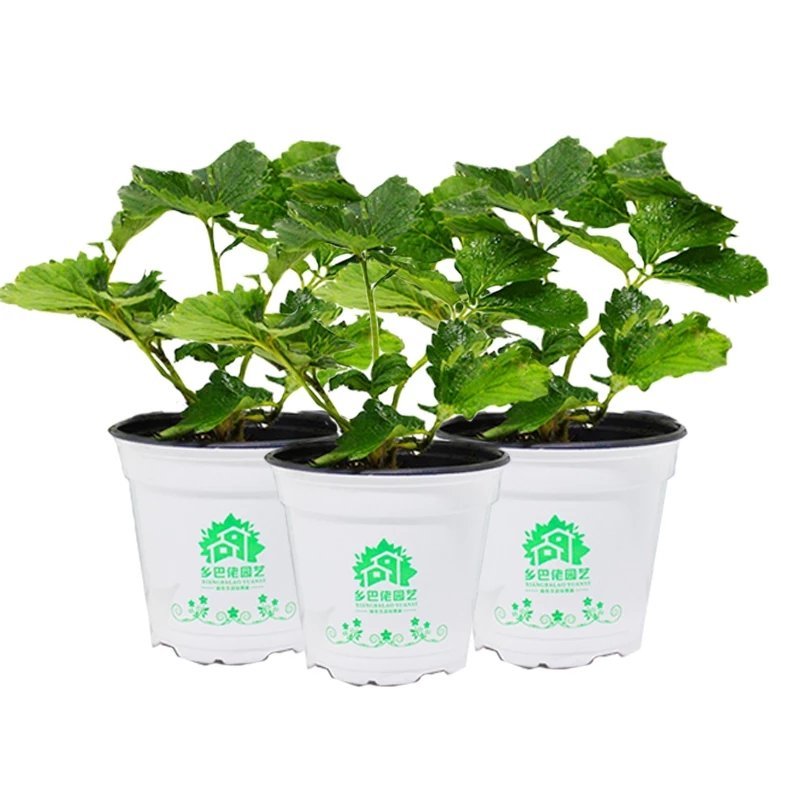 草莓苗奶油草莓苗，南方北方都可以种植盆栽地栽都可以。