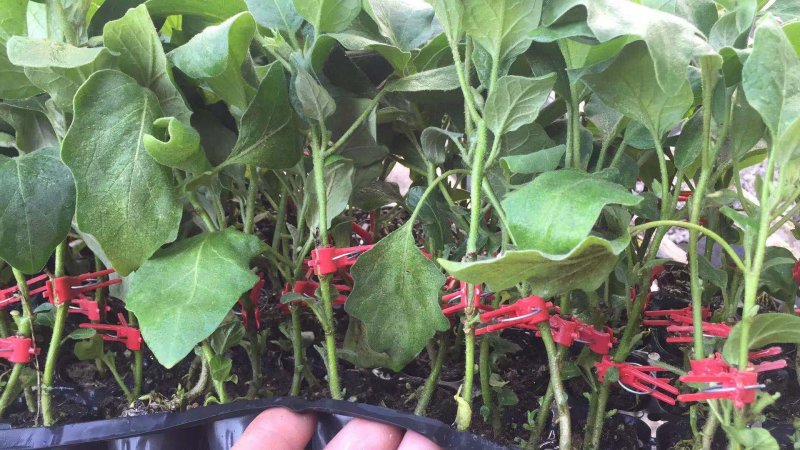 茄子砧木嫁接茄子砧木黄瓜嫁接砧木番茄西红柿嫁接砧木