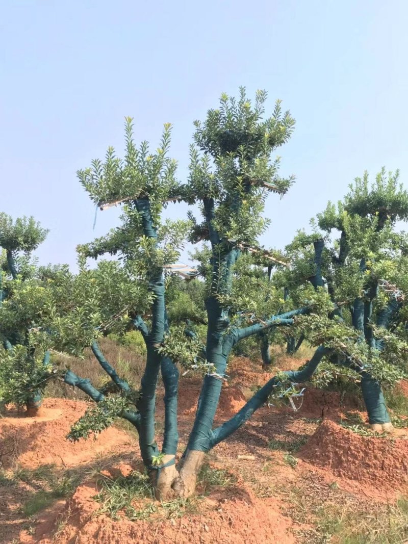 造型杨梅树桩骨架杨梅树丛生杨梅树、优质产品基地直发