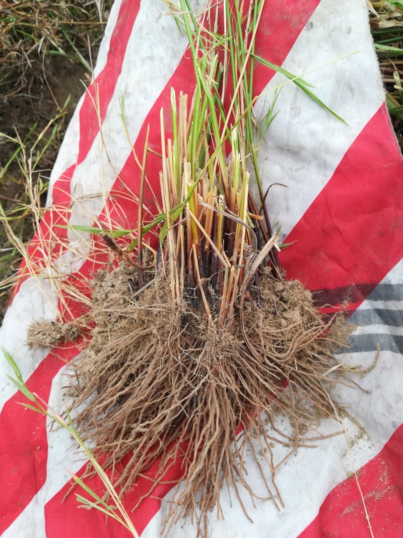 灯芯草根新鲜灯草根部龙须草根部野生中草药