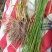 灯芯草根新鲜灯草根部龙须草根部野生中草药