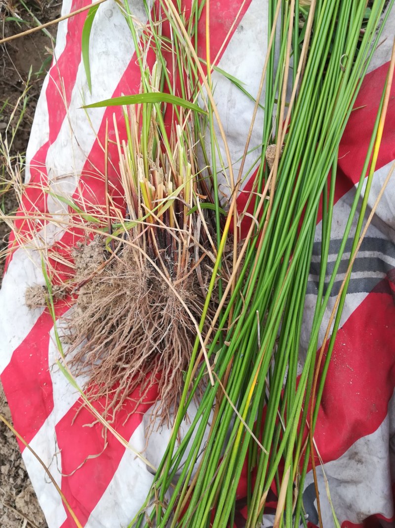 灯芯草根新鲜灯草根部龙须草根部野生中草药